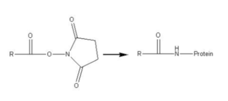 Reaktion mit NHS (N-Hydroxysuccinimid) – Ester Fluoreszierender Komponenten (Cy3, Cy5, o.ä.)